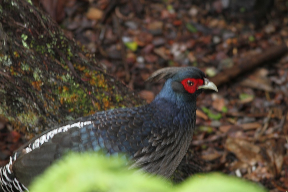 bažant tmavý - ML646034231