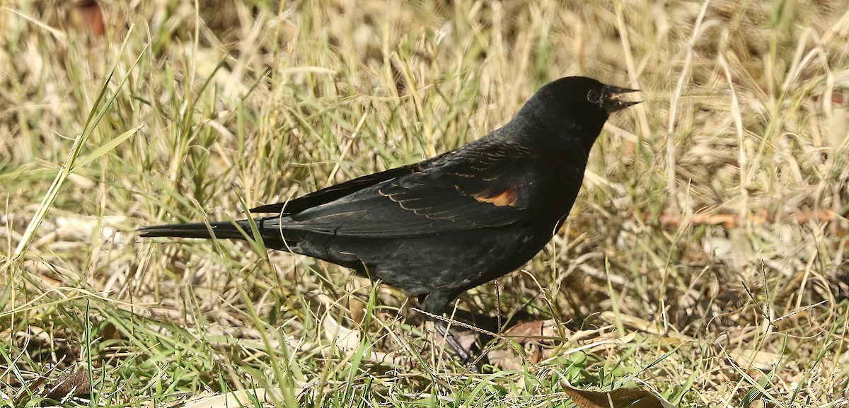 Red-winged Blackbird - ML646034232