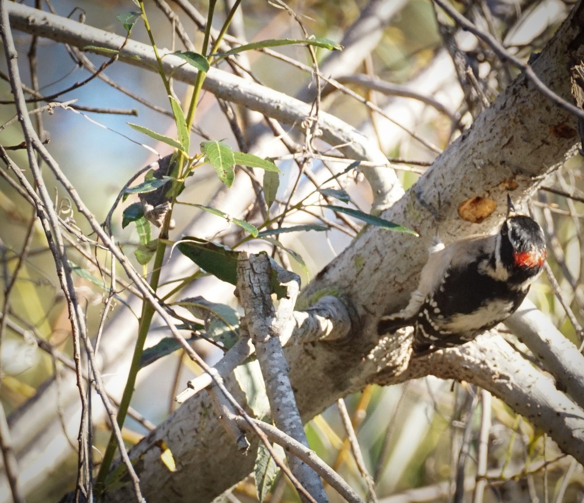 Downy Woodpecker - ML646034238
