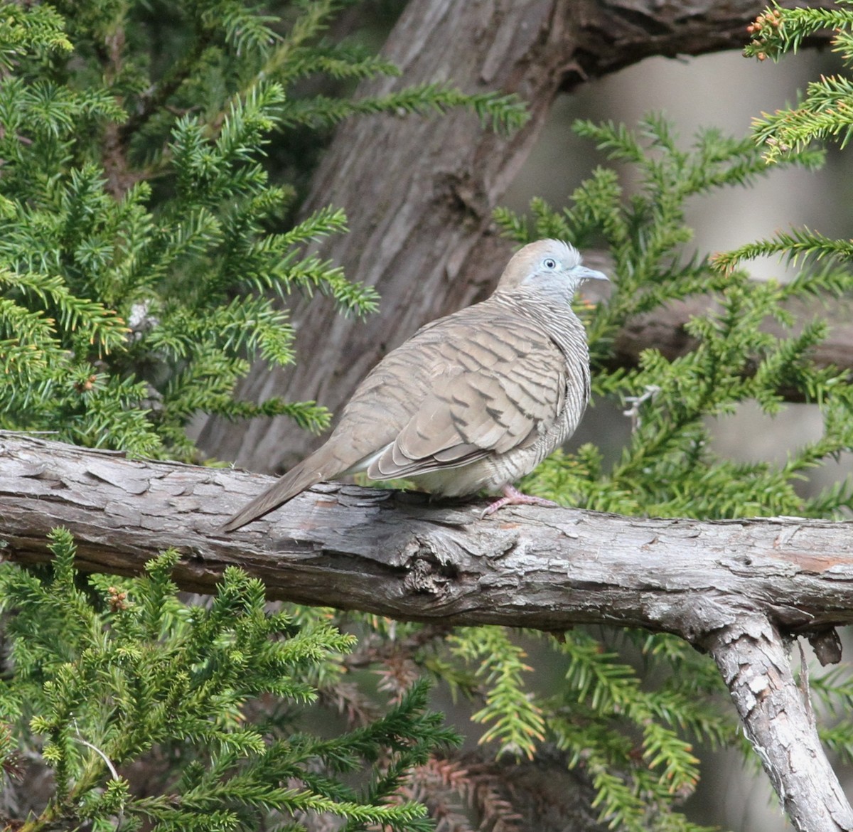 holoubek vlnkovaný - ML646034239