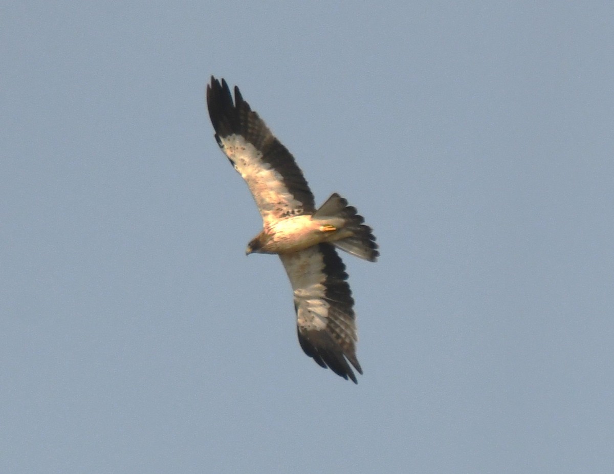 Águila Calzada - ML646034240
