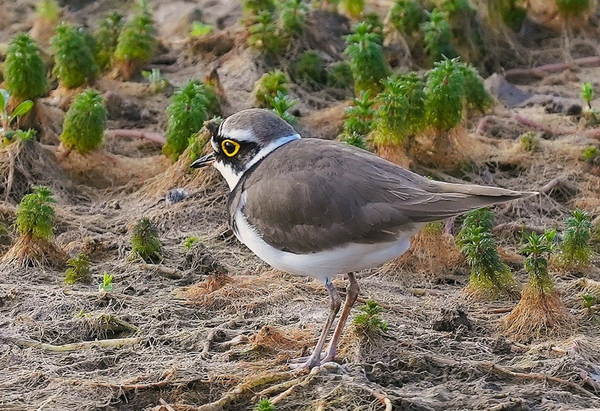 Chorlitejo Chico - ML646034244