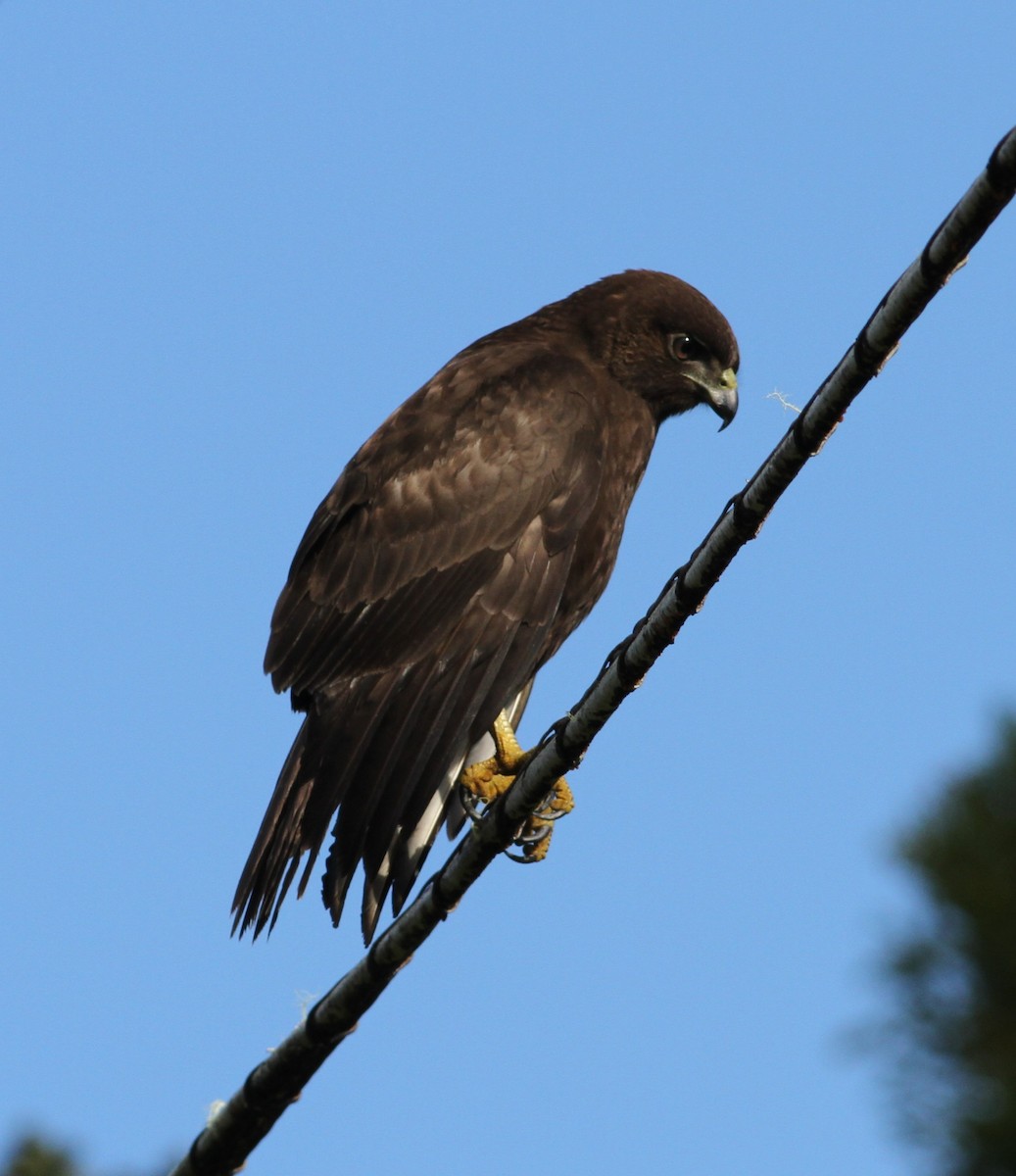 Busardo Hawaiano - ML646034245