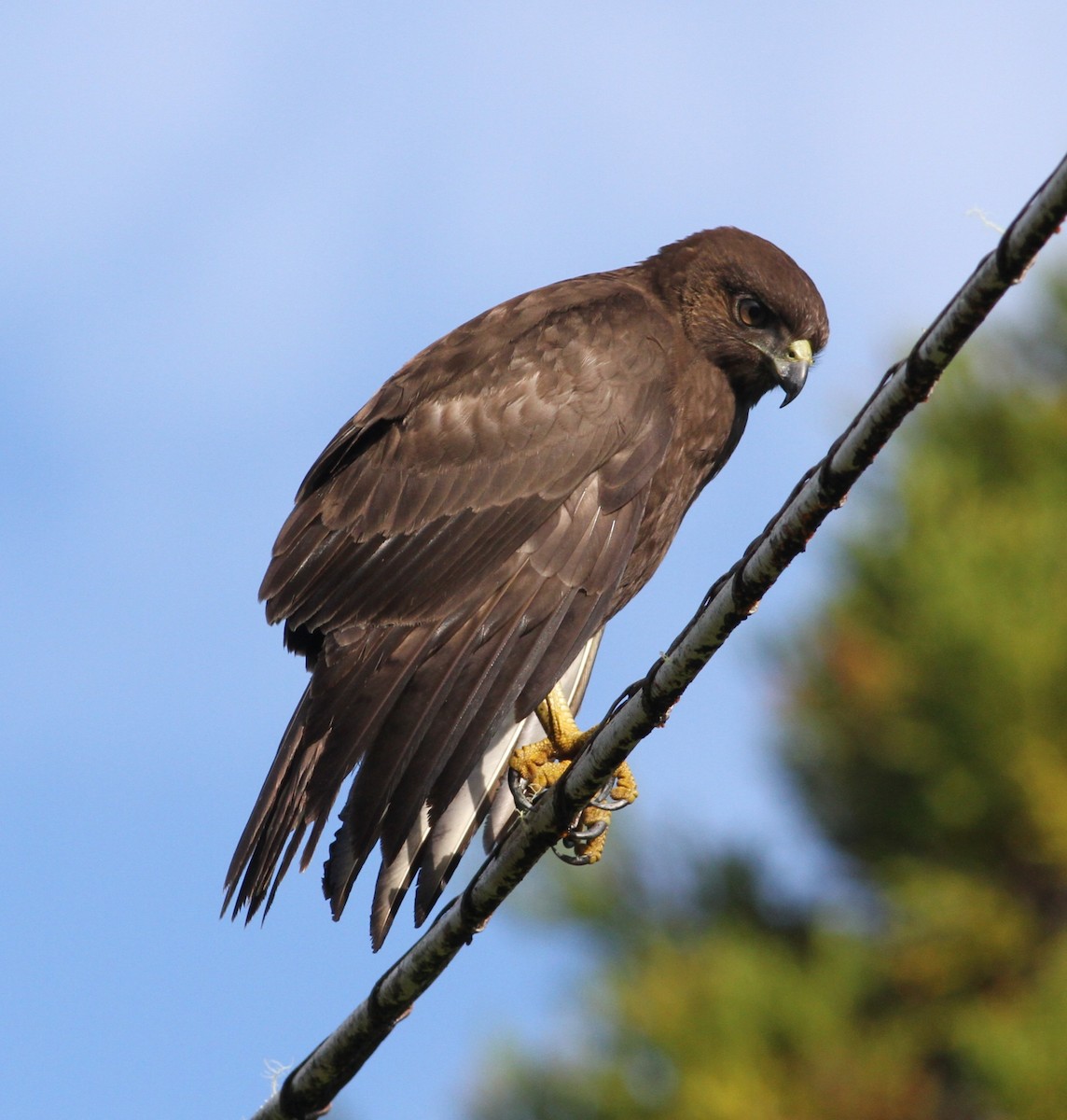 Busardo Hawaiano - ML646034246