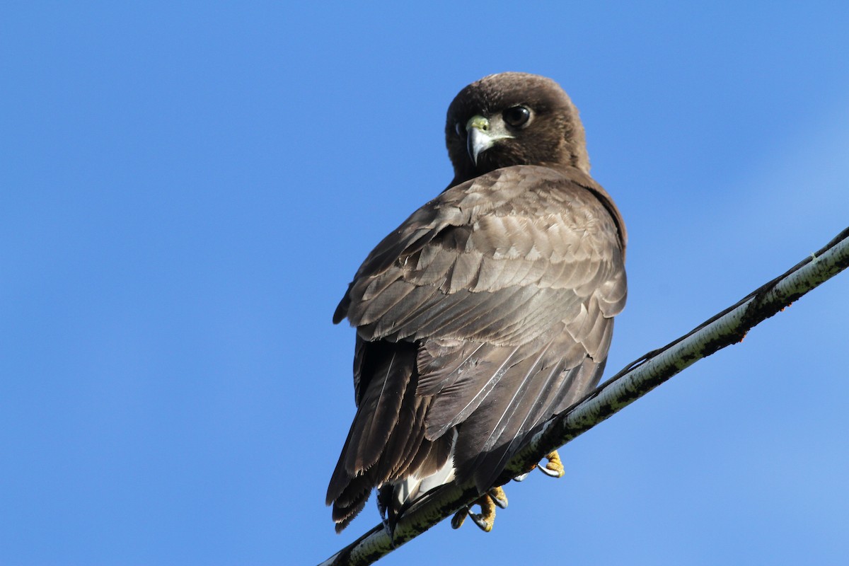 Busardo Hawaiano - ML646034247