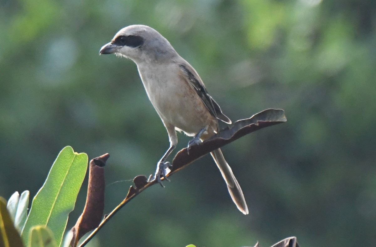 Alcaudón Pardo - ML646034248