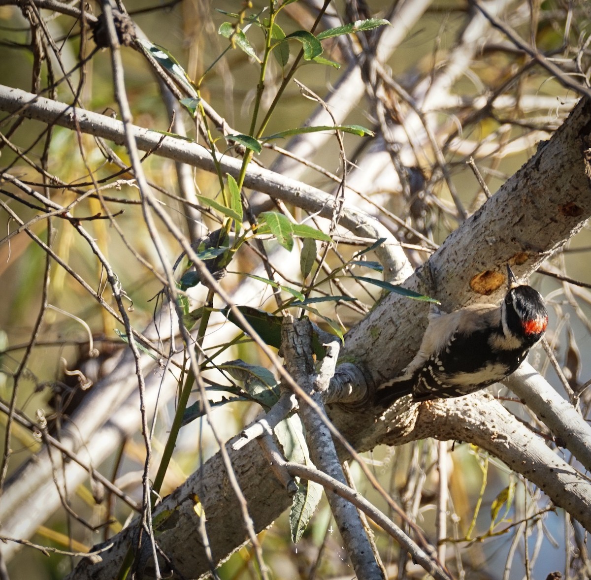 Pico Pubescente - ML646034249