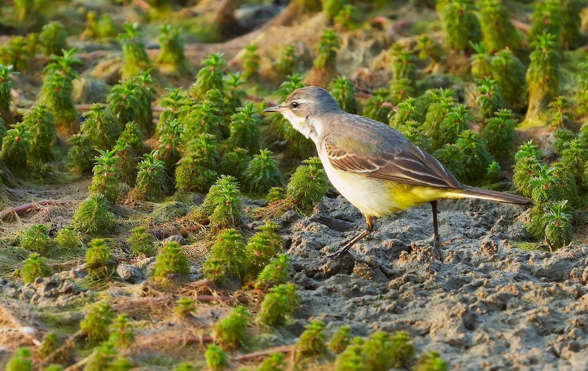 Lavandera Boyera - ML646034250