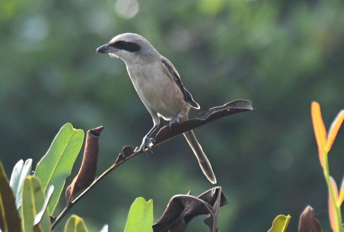 Alcaudón Pardo - ML646034251