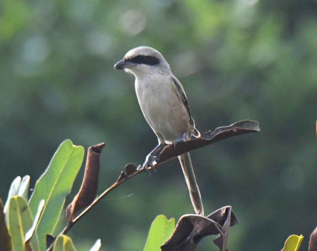 Alcaudón Pardo - ML646034252