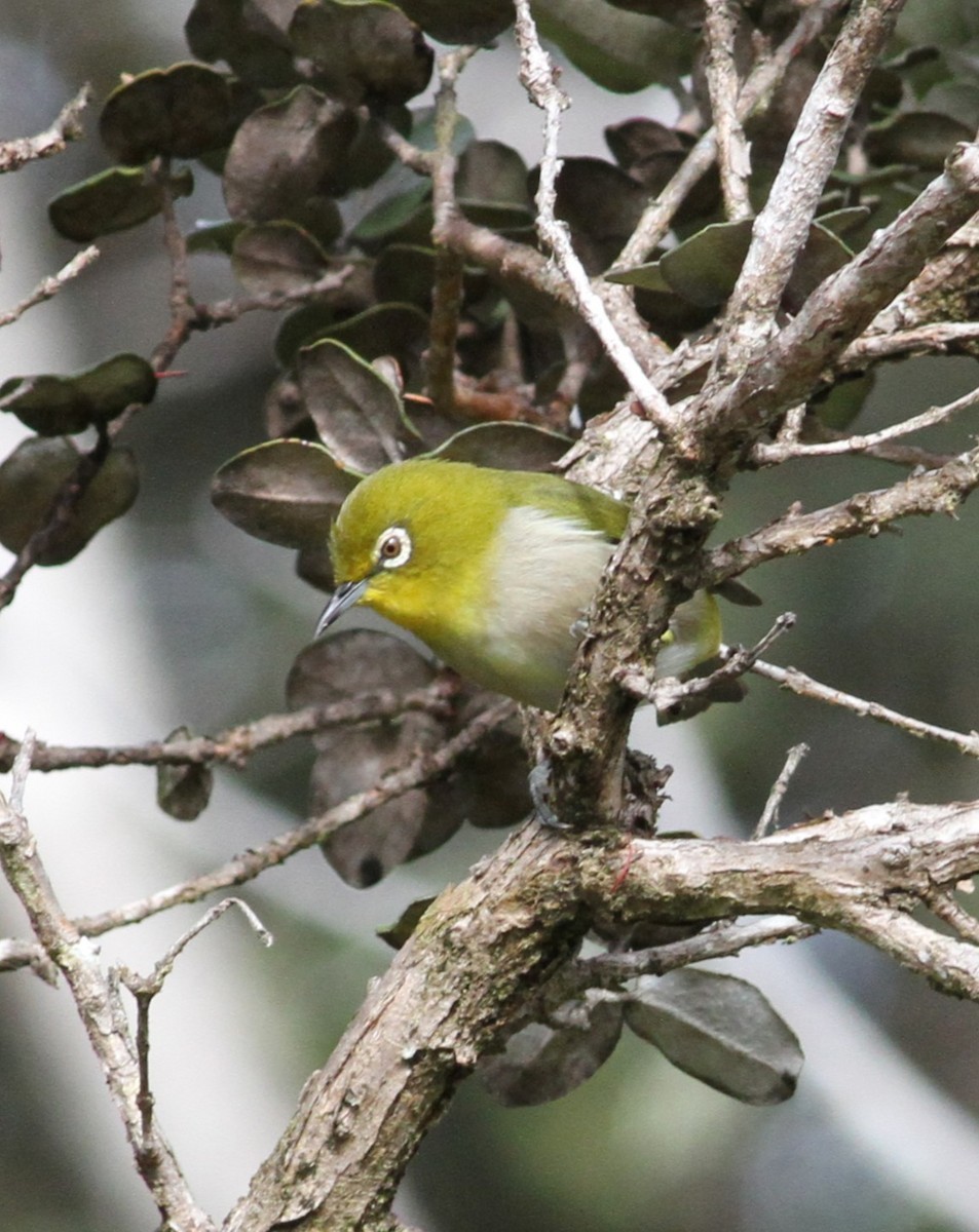 Anteojitos Japonés - ML646034253