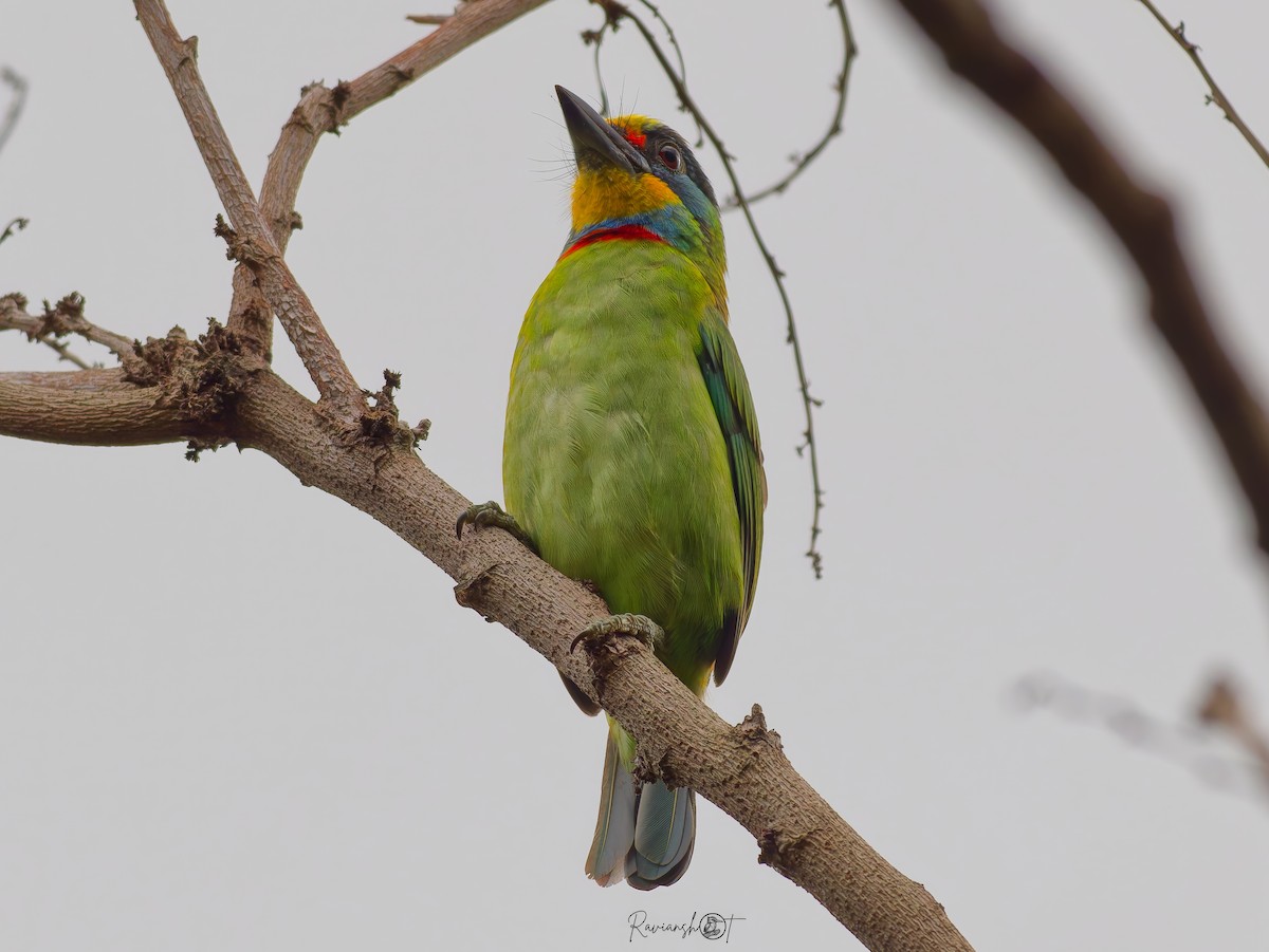 Barbudo de Formosa - ML646034258
