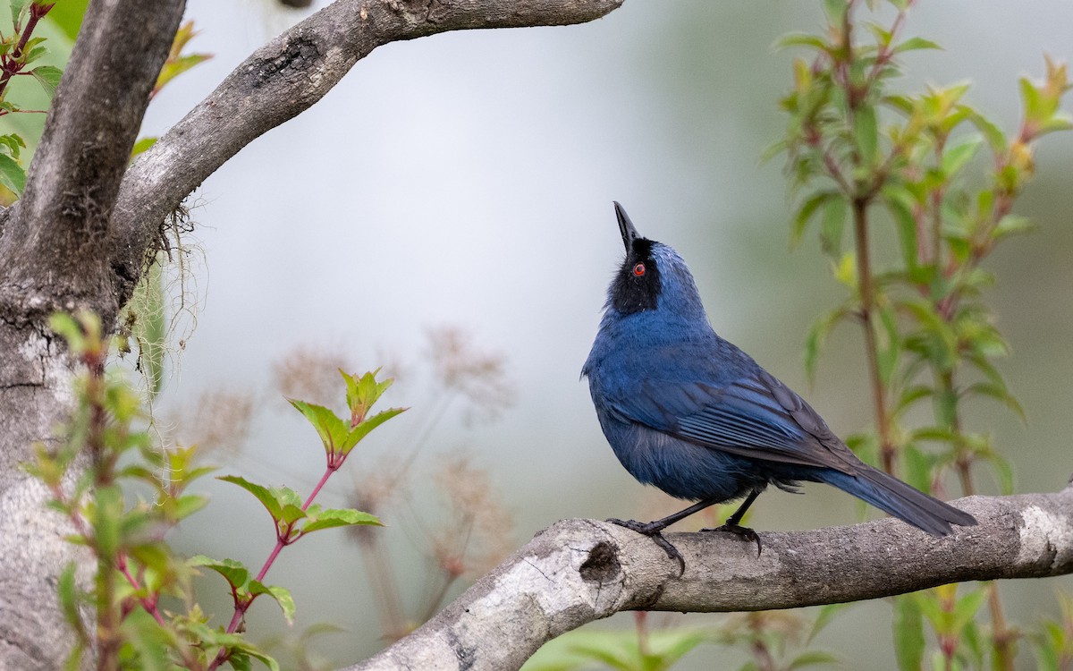 Pinchaflor Enmascarado (melanopis) - ML646034260