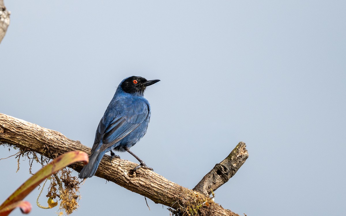 Pinchaflor Enmascarado (melanopis) - ML646034261