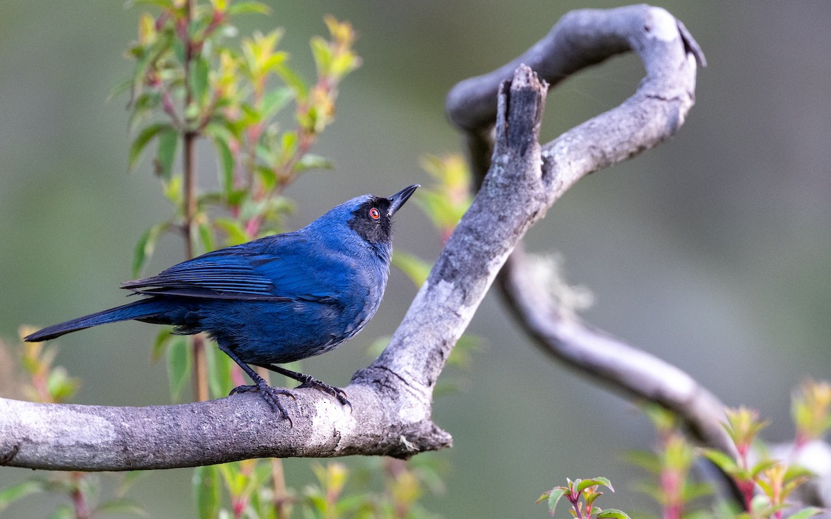 Pinchaflor Enmascarado (melanopis) - ML646034262