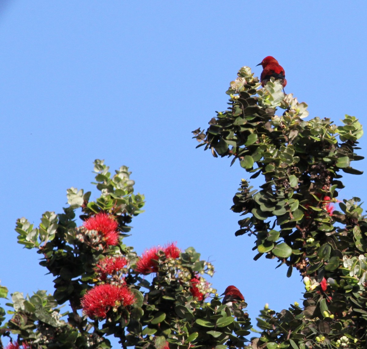 Apapane - ML646034263