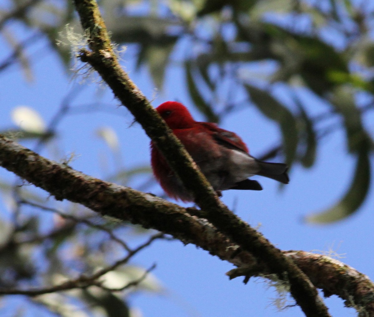 Apapane - ML646034264