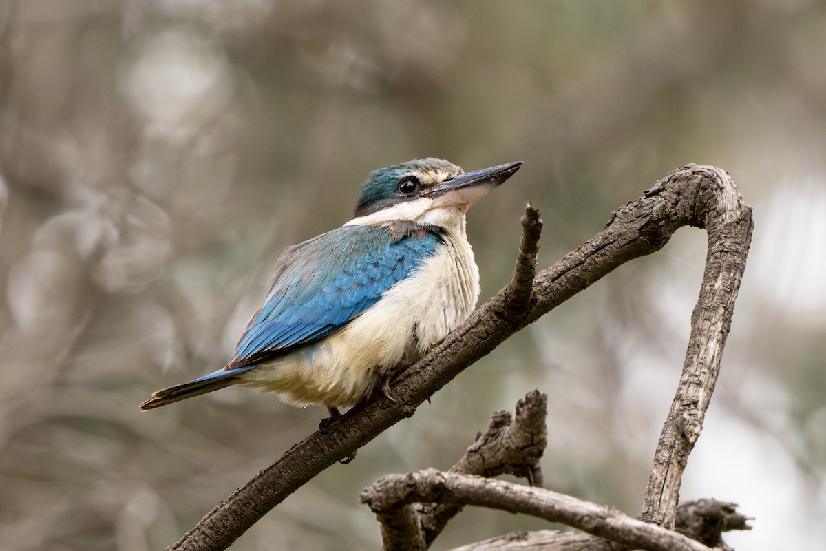 Alción Sagrado (Australasia) - ML646034268