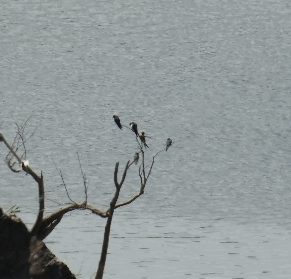 Golondrina Australiana - ML646034269