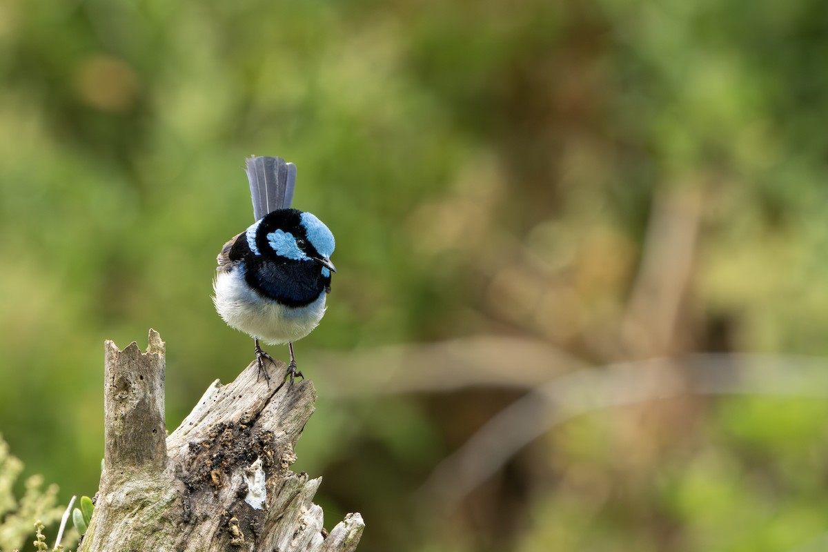 Maluro Soberbio - ML646034270