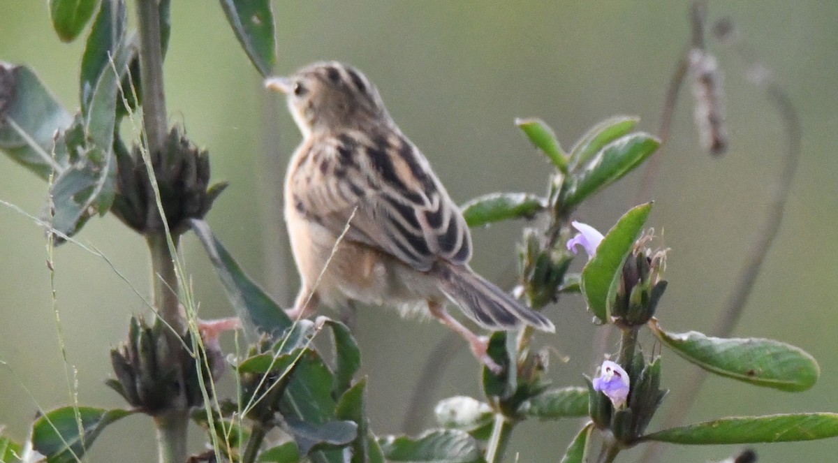 Cistícola Buitrón - ML646034271