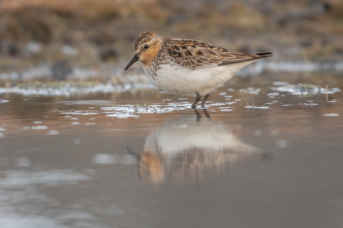 Correlimos Cuellirrojo - ML646034272