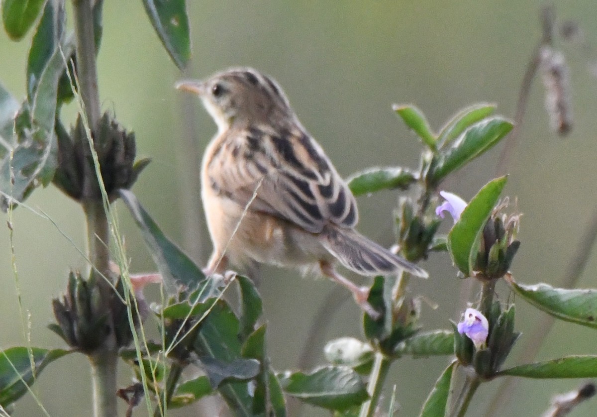 Cistícola Buitrón - ML646034273