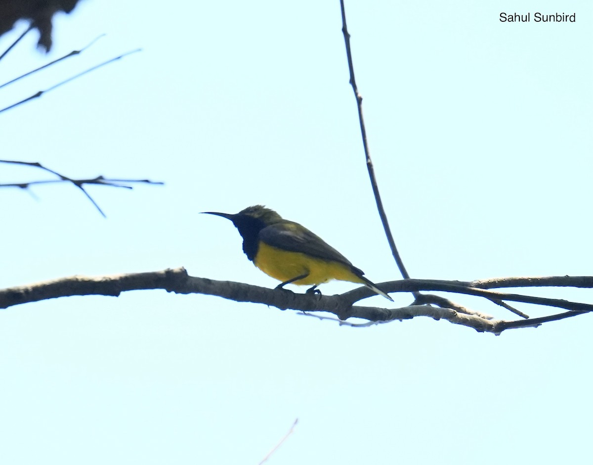 Suimanga de Sahul - ML646034274