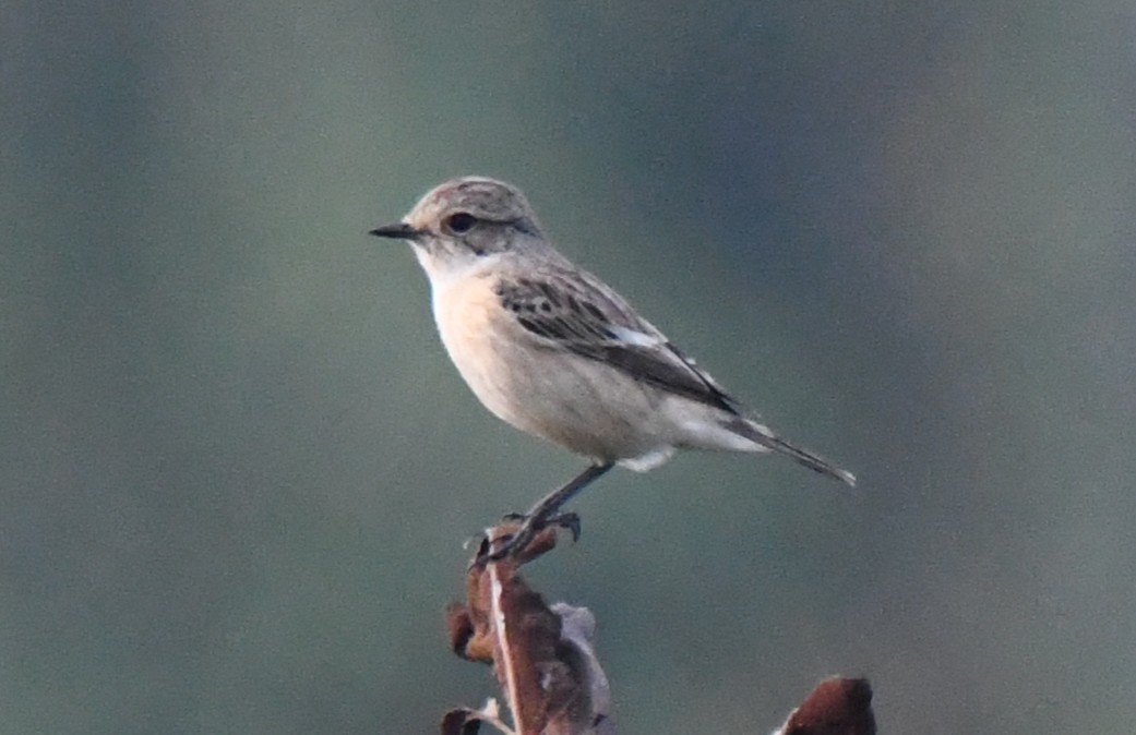 Tarabilla Siberiana - ML646034275