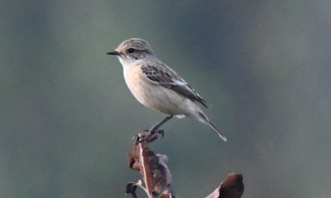 Tarabilla Siberiana - ML646034276