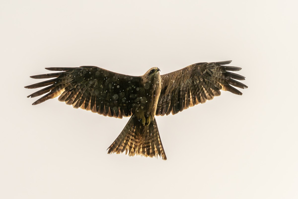 Шуліка чорний [група migrans] - ML646034278