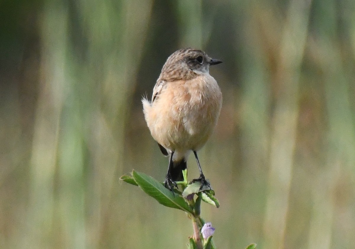 bramborníček sibiřský - ML646034287