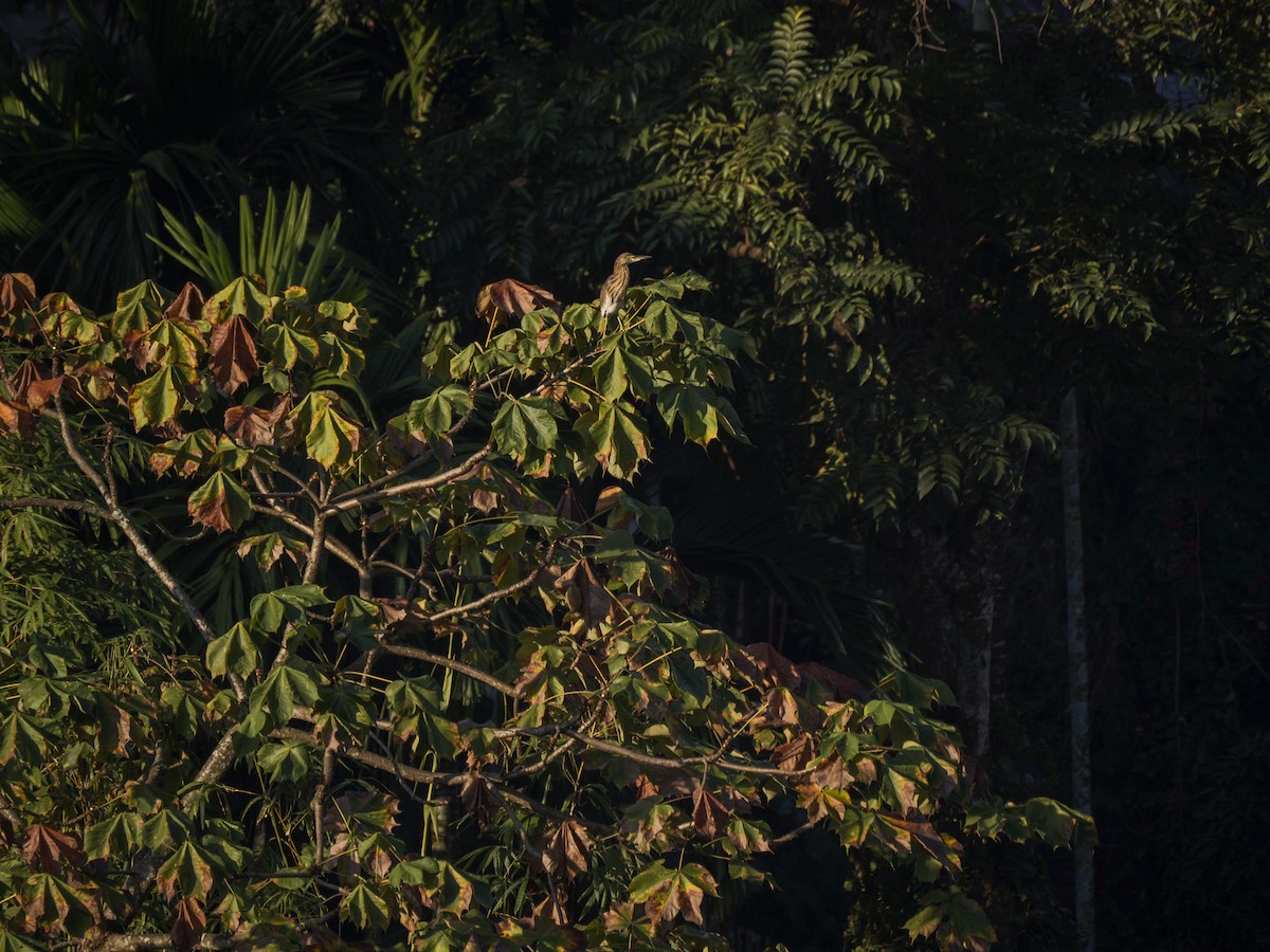 Indian Pond-Heron - ML646034288