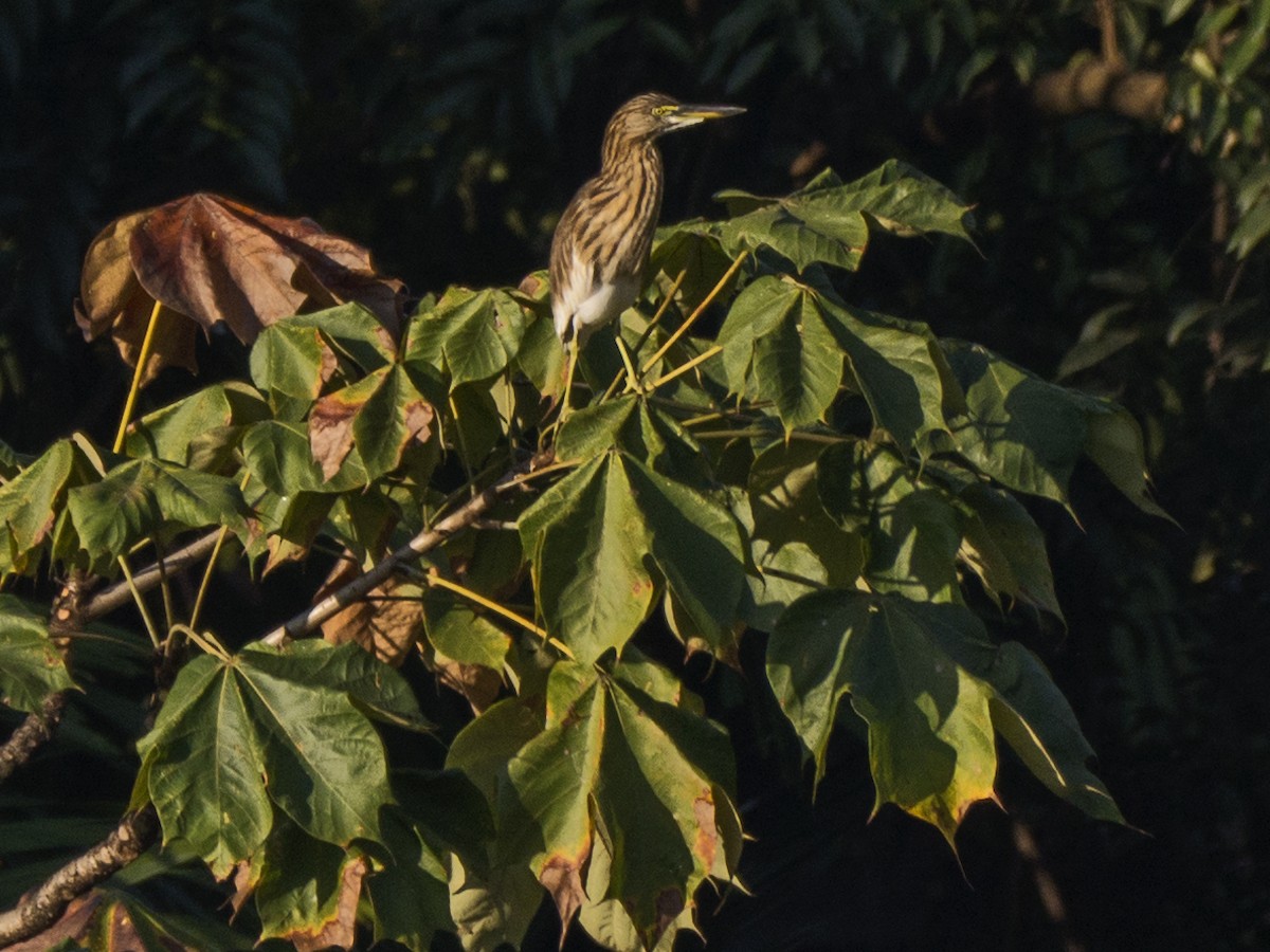 Indian Pond-Heron - ML646034289