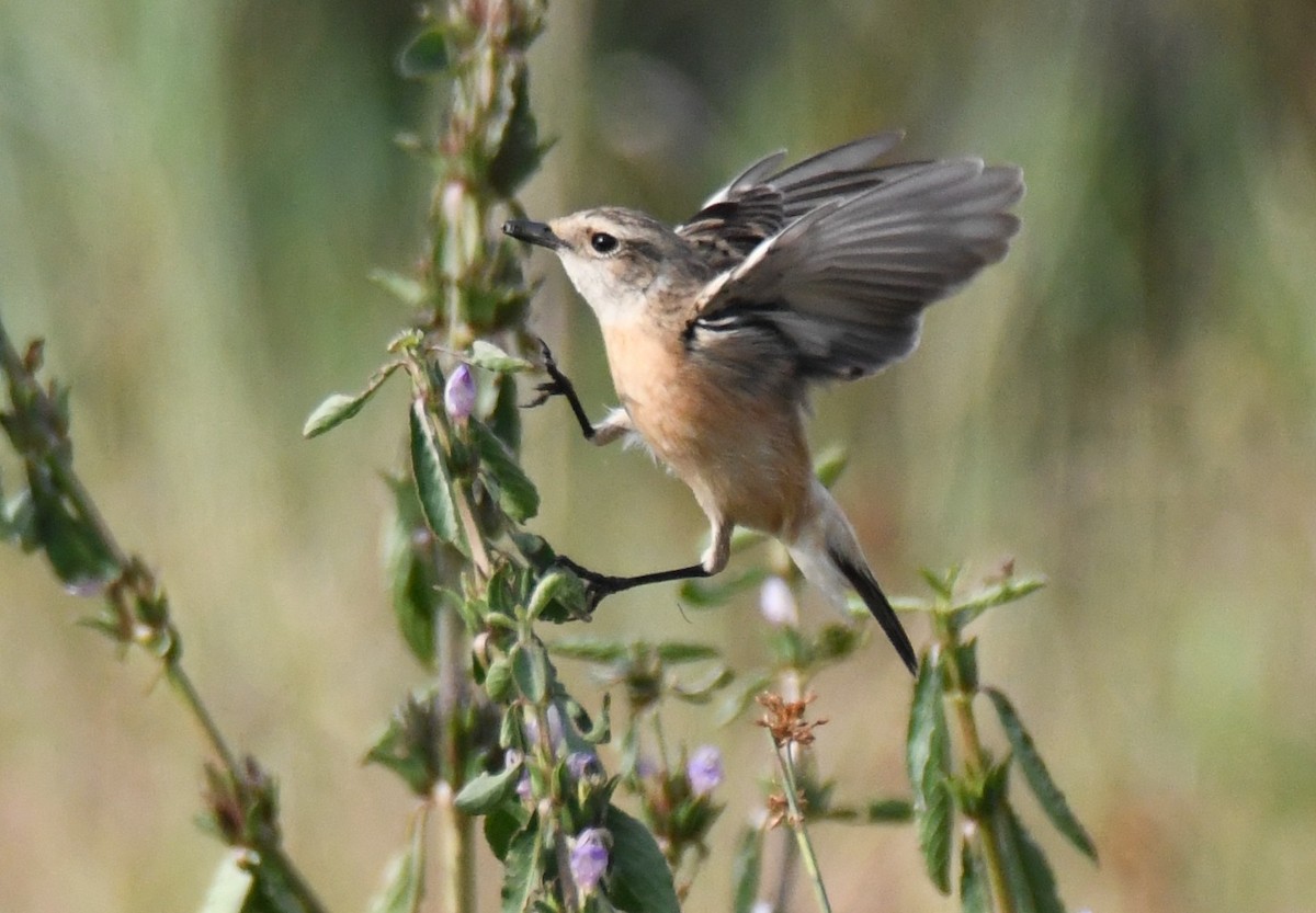 bramborníček sibiřský - ML646034294