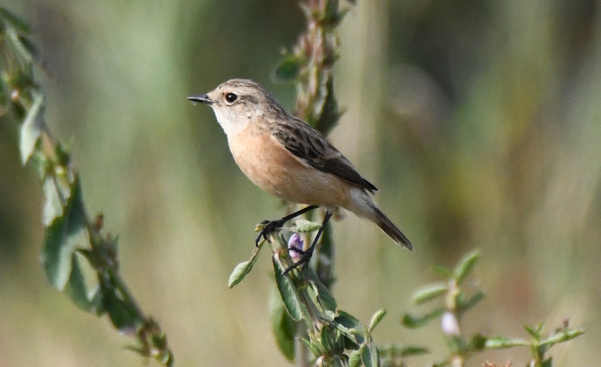 bramborníček sibiřský - ML646034295