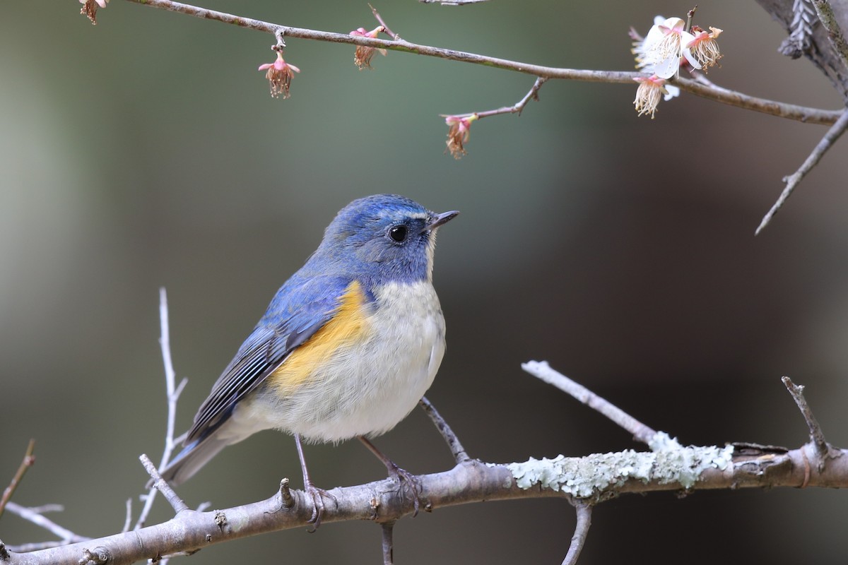 blåstjert - ML646034297