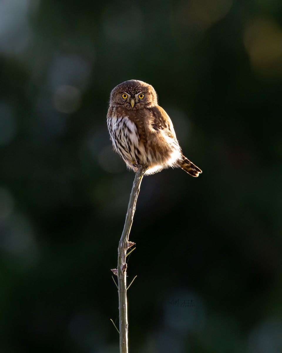 Northern Pygmy-Owl - ML646034314