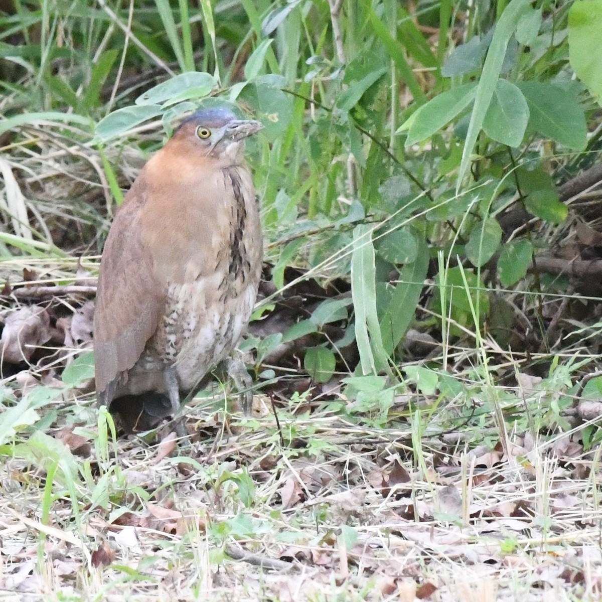 ズグロミゾゴイ - ML646034315