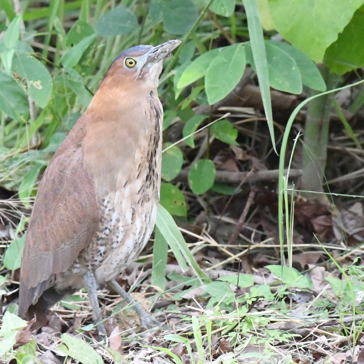 ズグロミゾゴイ - ML646034316