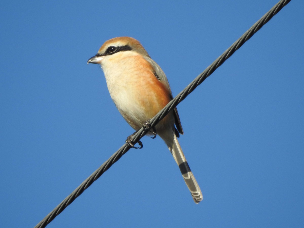 oksevarsler - ML646034317