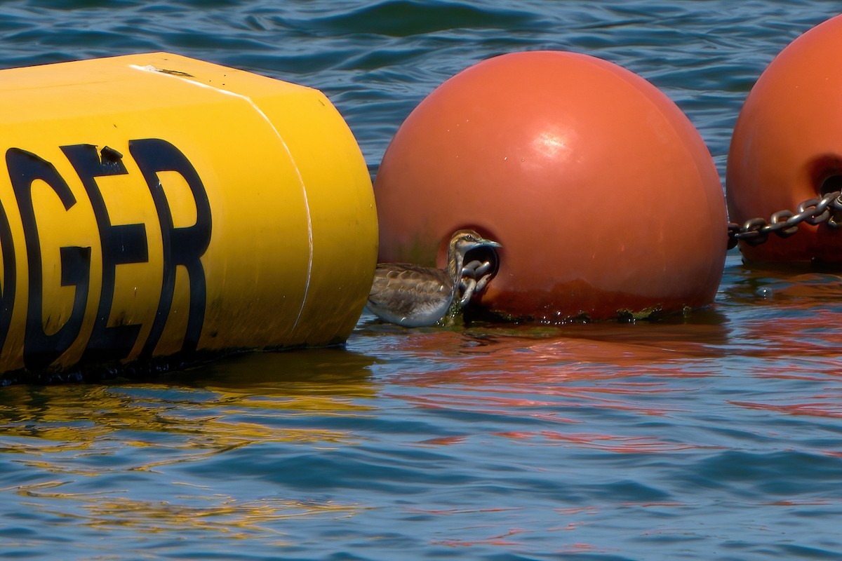 Pheasant-tailed Jacana - ML646034327