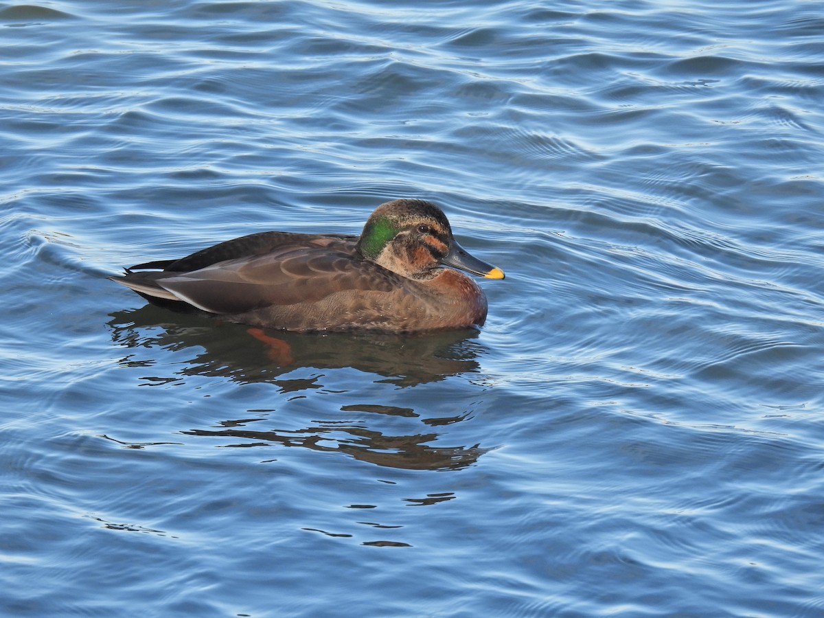 Hybride Canard de Chine x C. colvert - ML646034336