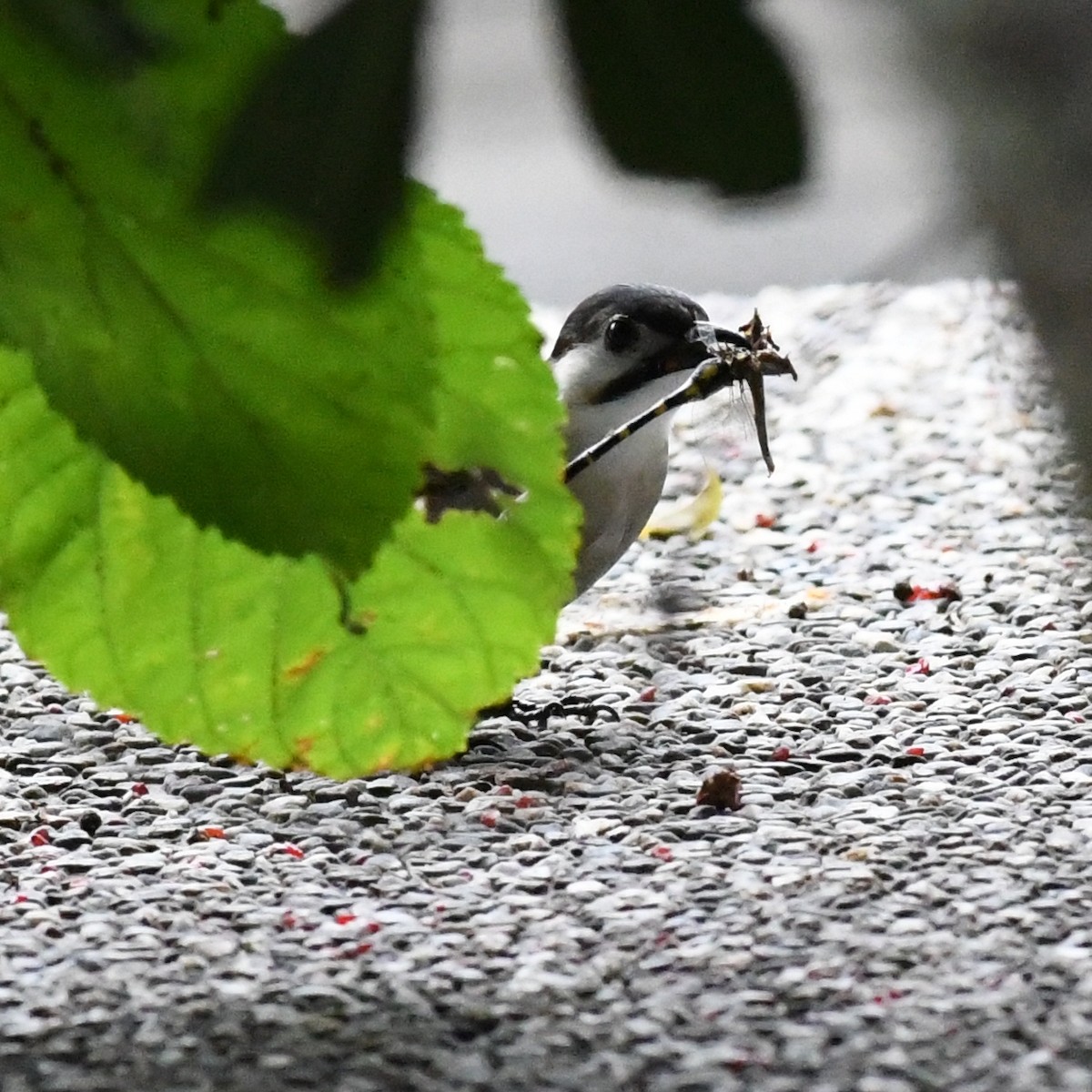 Bulbul de Taïwan - ML646034338