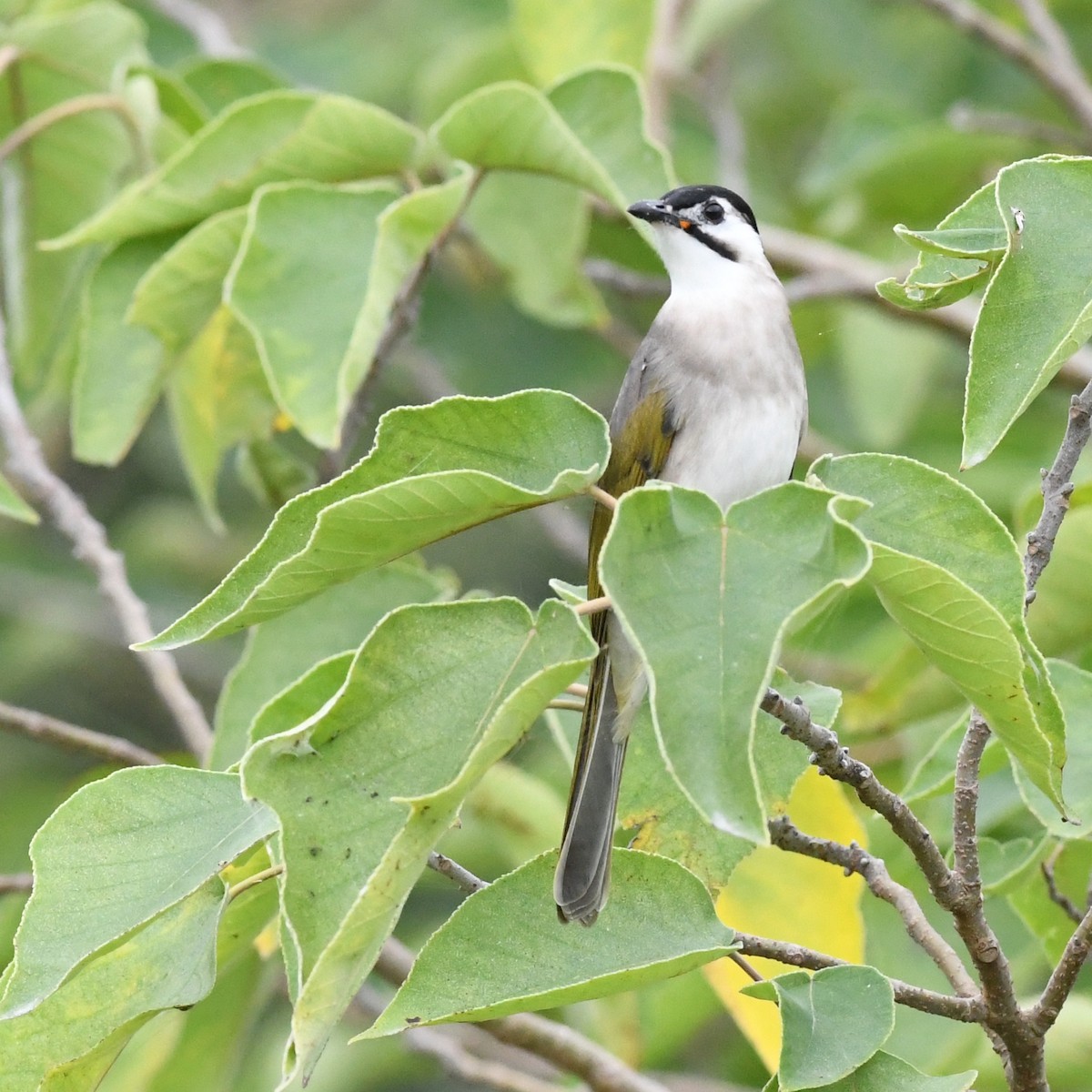 Bulbul de Taïwan - ML646034341