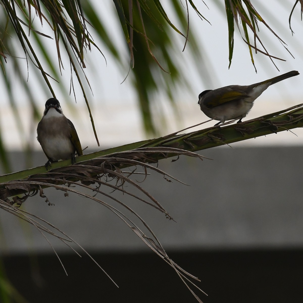 Bulbul de Taïwan - ML646034342