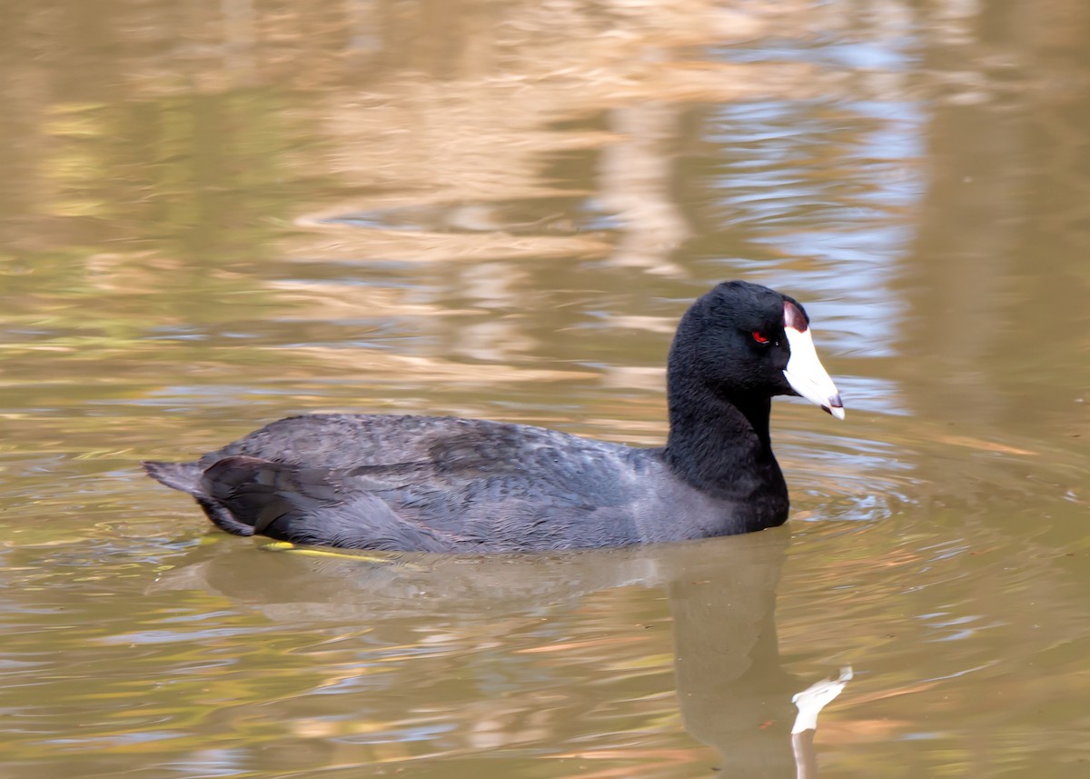 Foulque d'Amérique - ML646034346