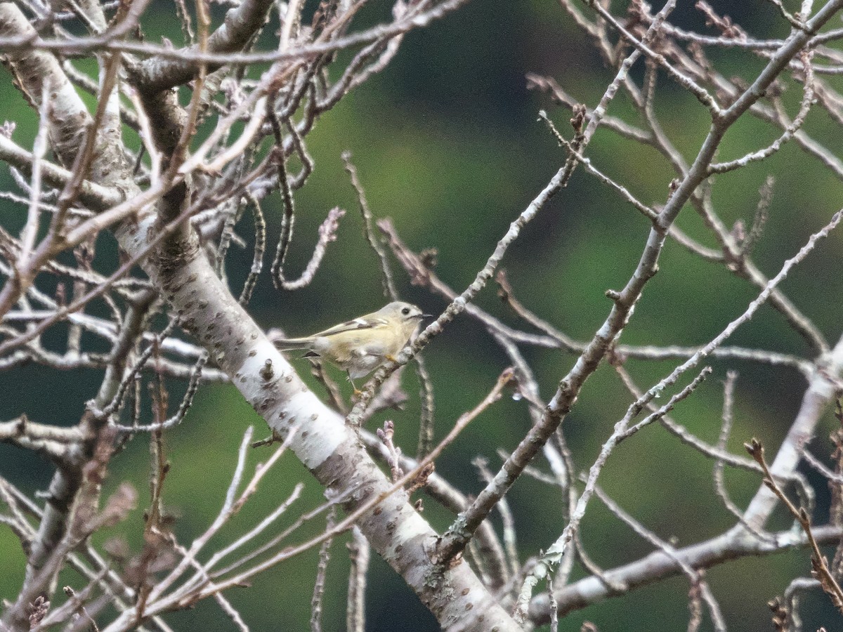 Roitelet huppé - ML646034347