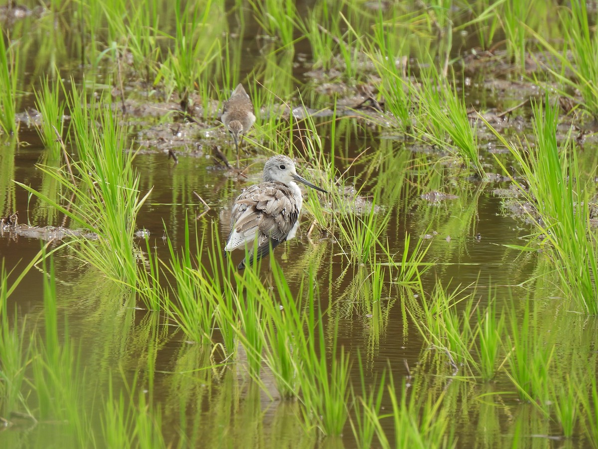 Chevalier aboyeur - ML646034349