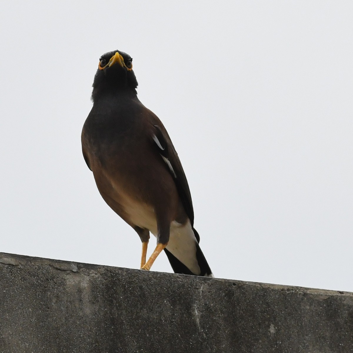 Martin triste - ML646034352